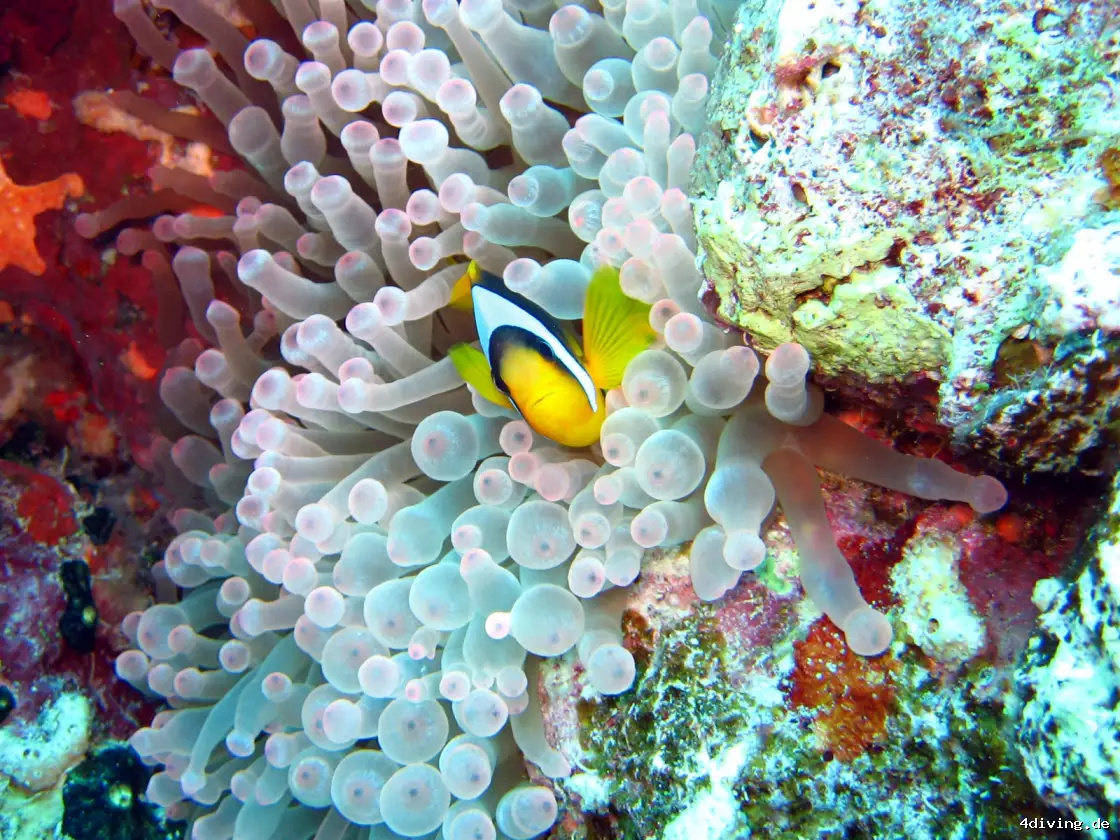 Tauchfoto marsa-alam-32