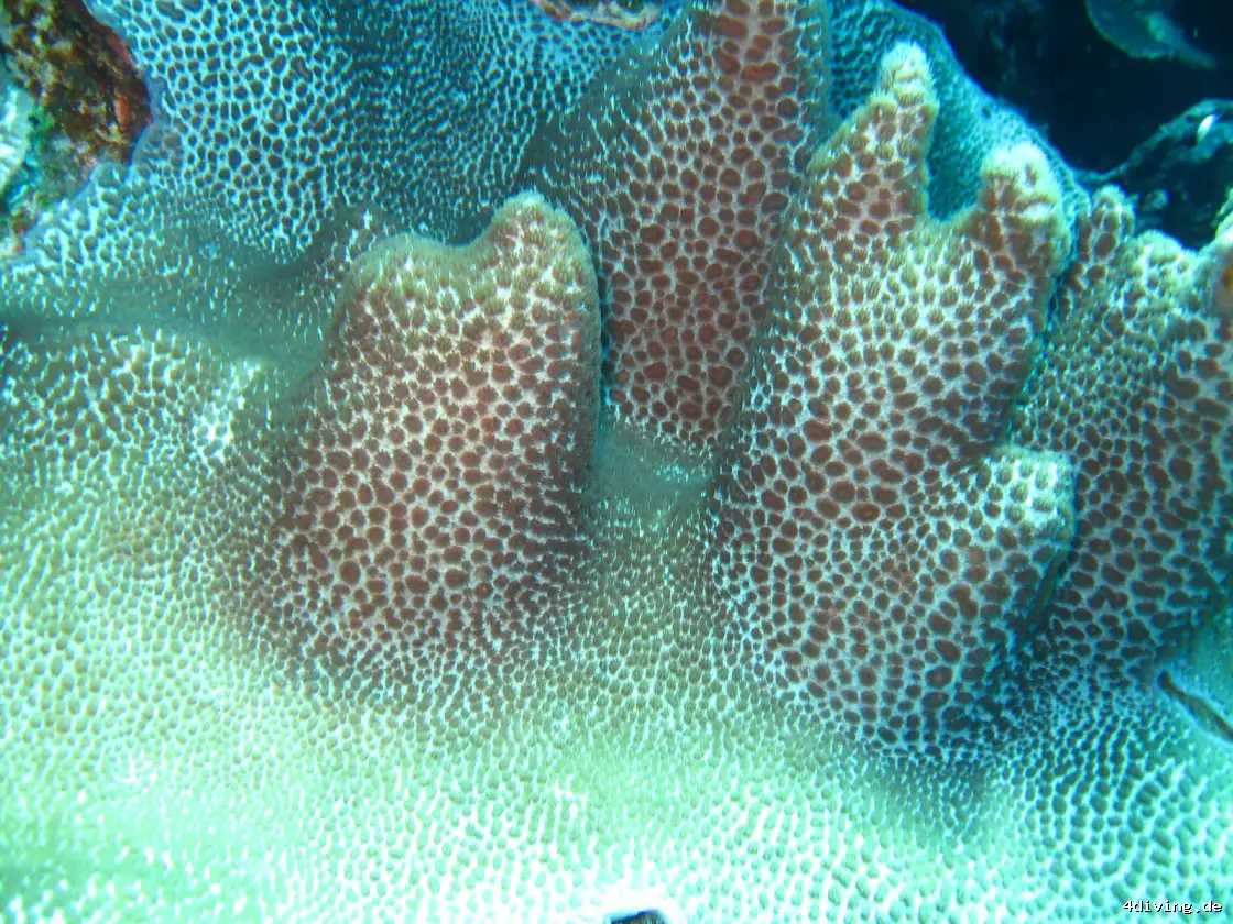 Tauchfoto marsa-alam-35