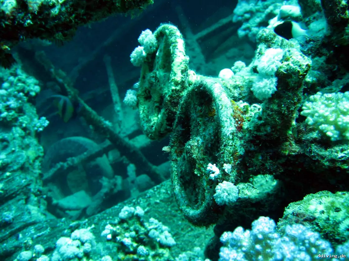 Tauchfoto marsa-alam-38