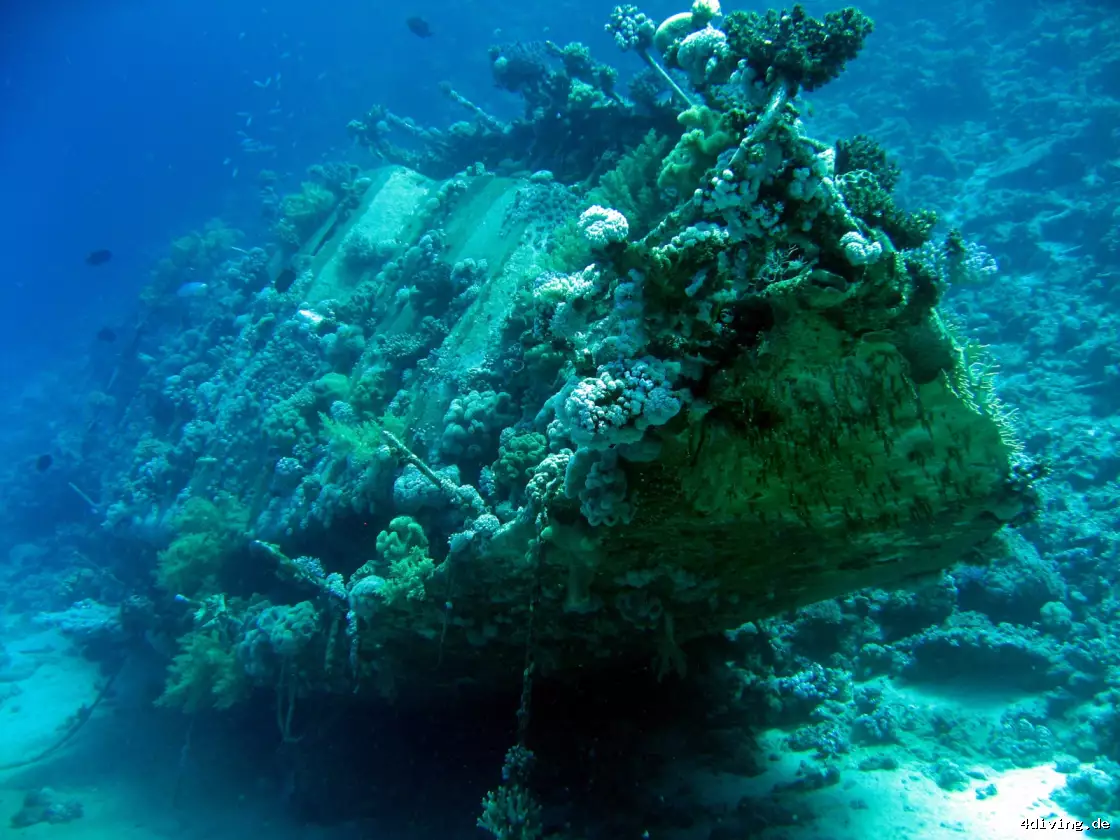 Tauchfoto marsa-alam-40