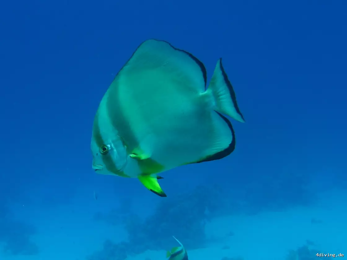 Tauchfoto marsa-alam-41