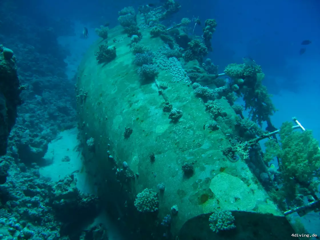 Tauchfoto marsa-alam-42