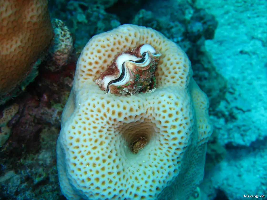 Tauchfoto marsa-alam-43