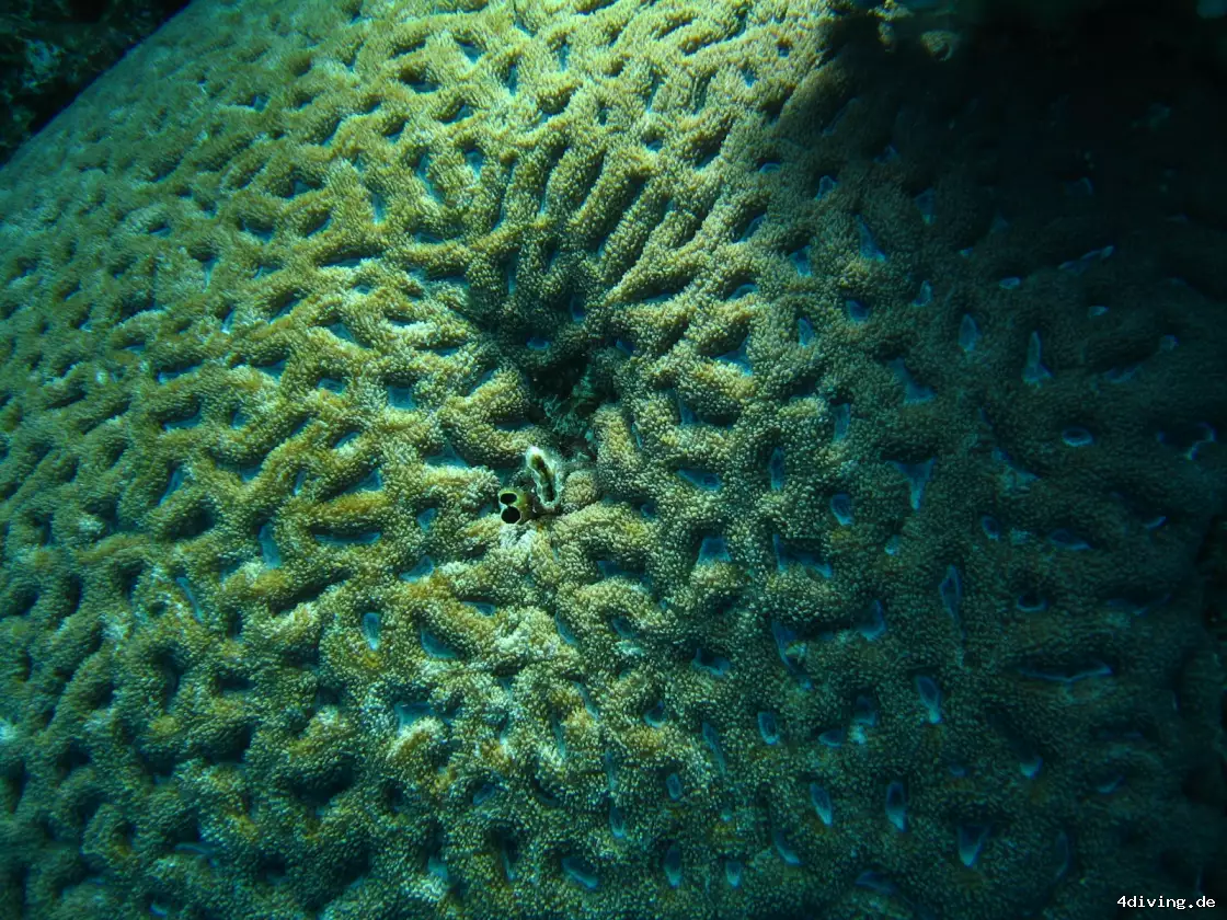 Tauchfoto marsa-alam-44