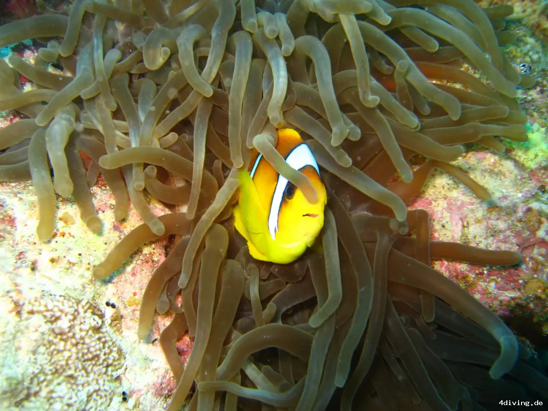 Tauchfoto marsa-alam-45