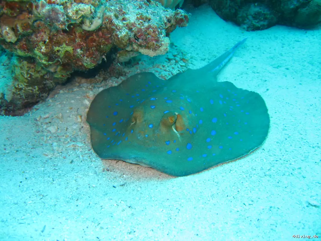 Tauchfoto marsa-alam-47