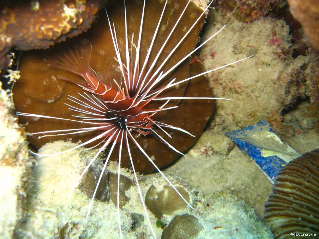 Tauchfoto marsa-alam-48