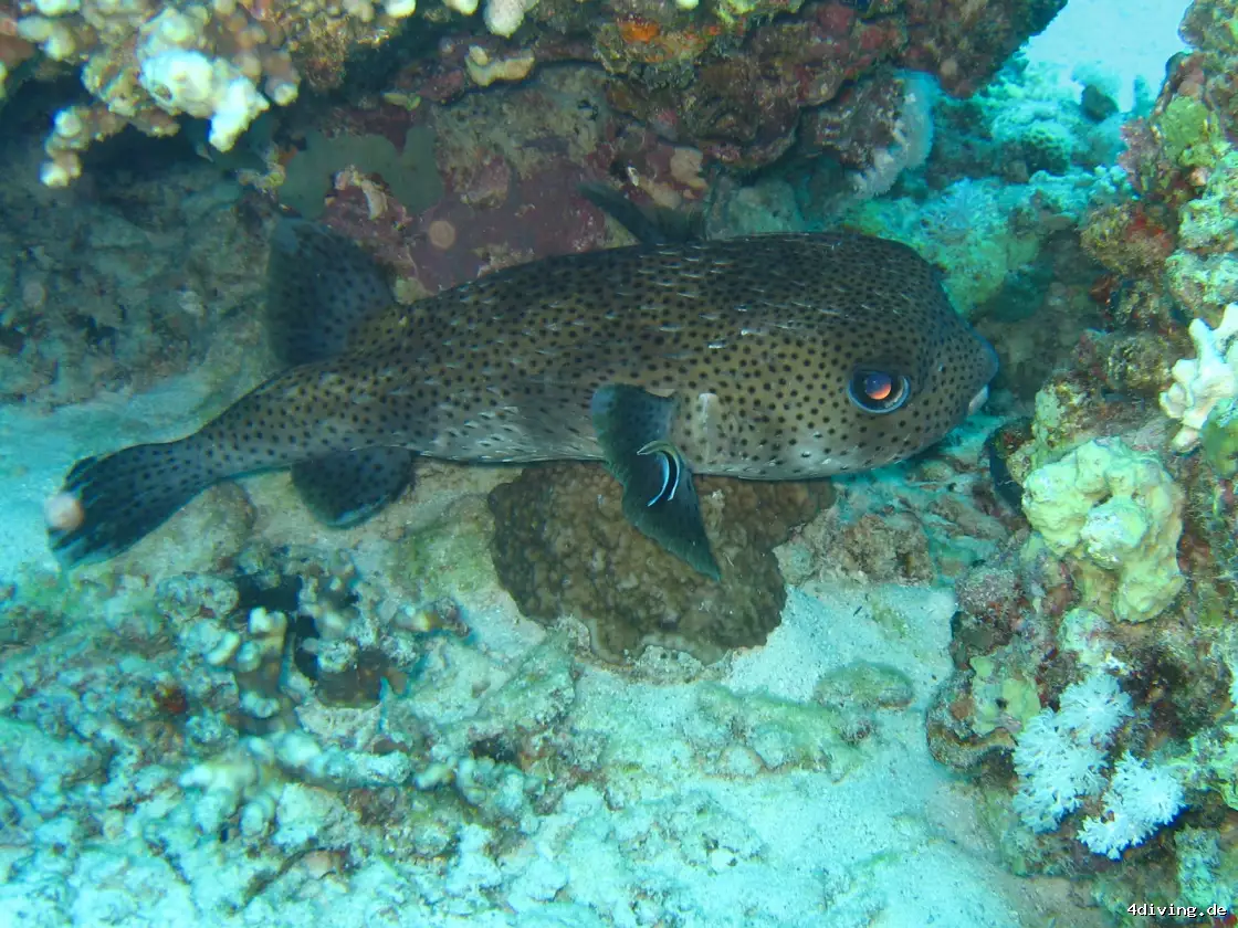 Tauchfoto marsa-alam-49