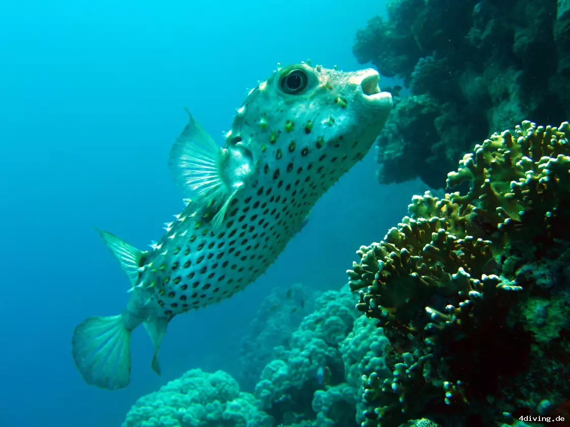 Tauchfoto marsa-alam-50