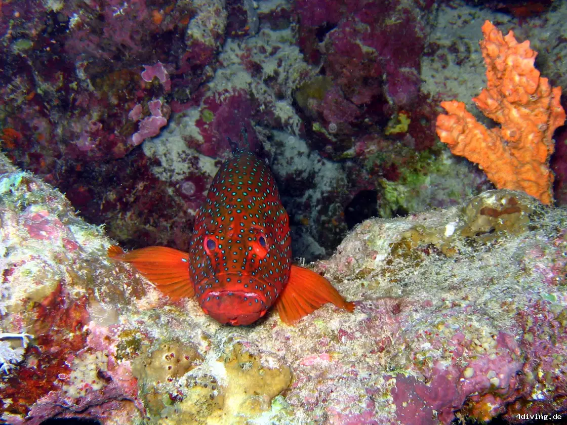 Tauchfoto marsa-alam-51