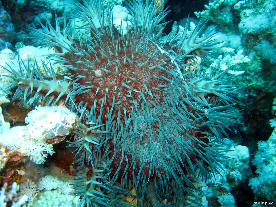 Tauchfoto marsa-alam-52