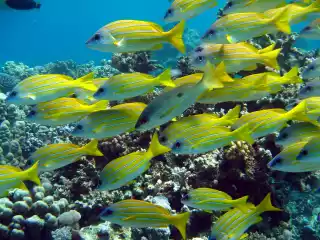 marsa-alam-14.webp