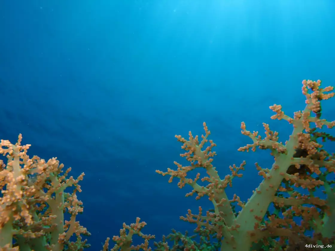 Tauchfoto safaga-07