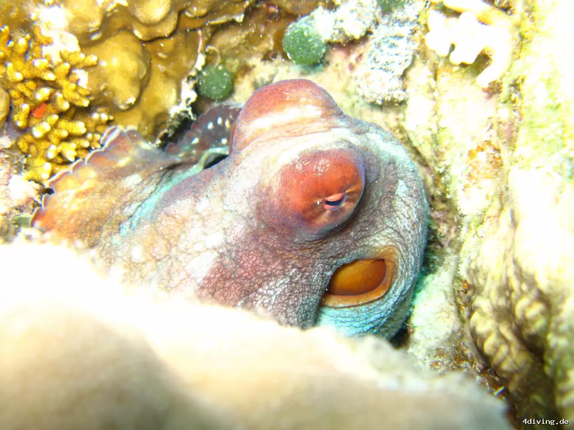 Tauchfoto safaga-08