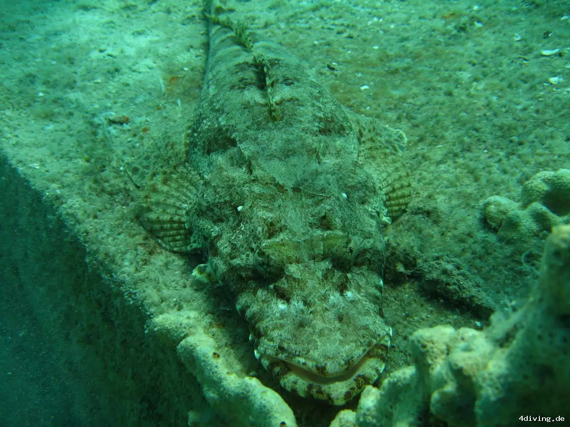 Tauchfoto safaga-15