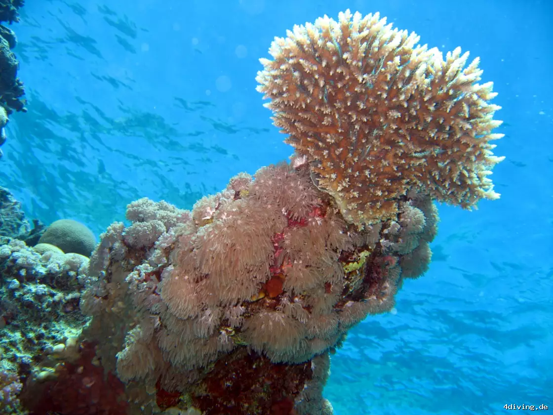 Tauchfoto safaga-21