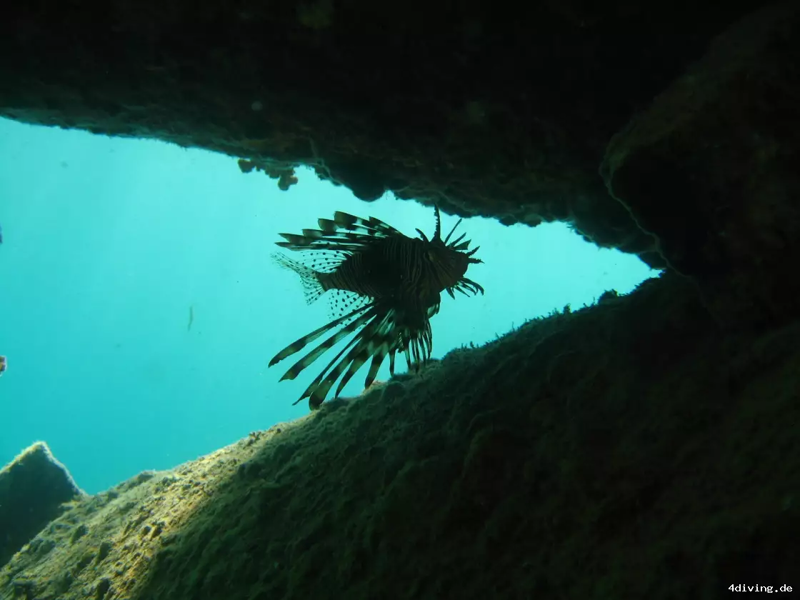 Tauchfoto safaga-23
