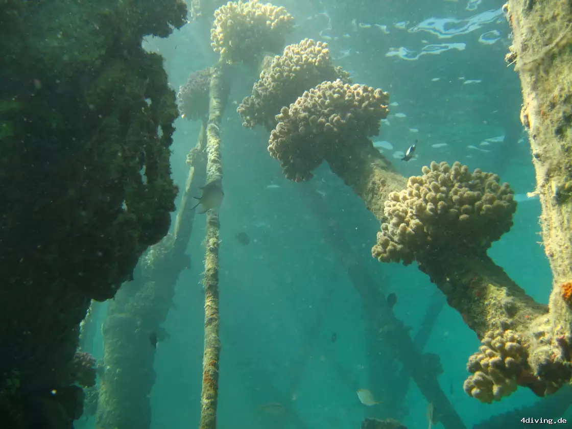 Tauchfoto safaga-24