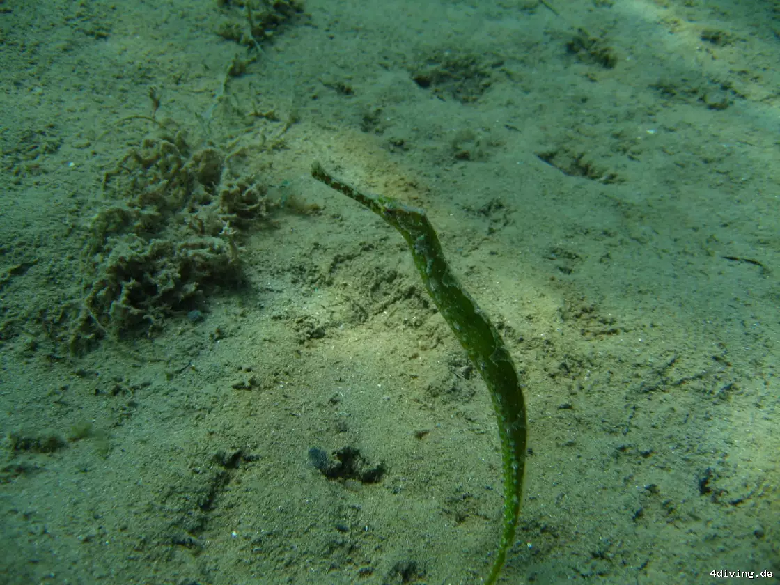 Tauchfoto safaga-25