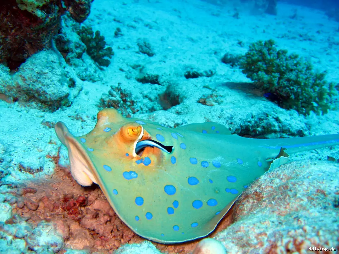Tauchfoto safaga-26
