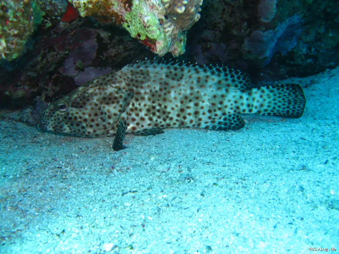 Tauchfoto safaga-28