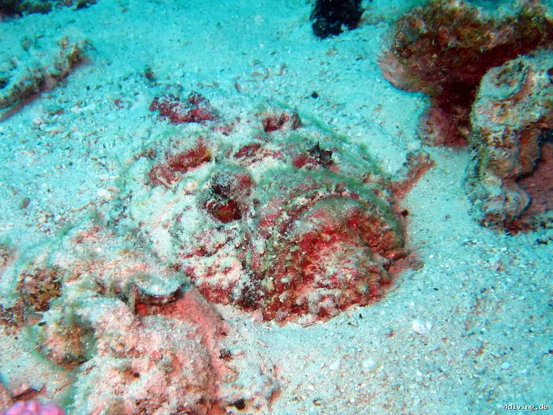 Tauchfoto safaga-38