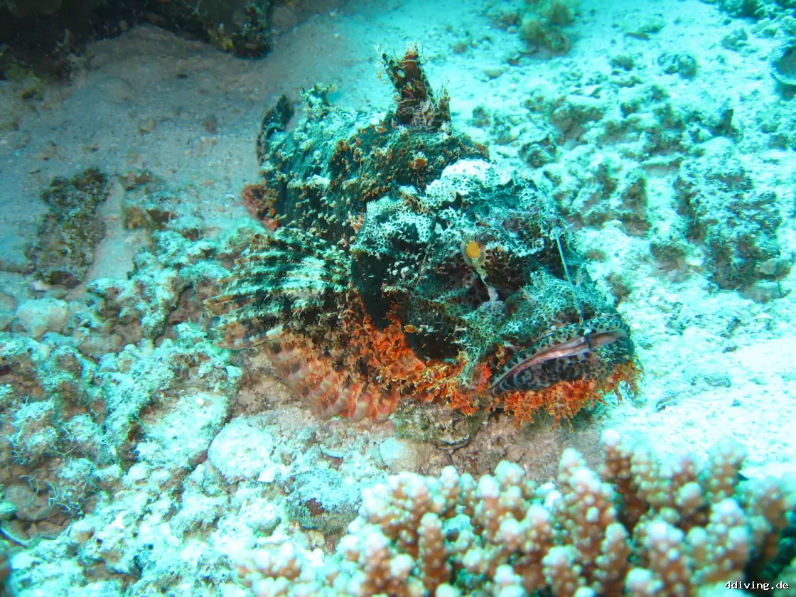 Tauchfoto safaga-40