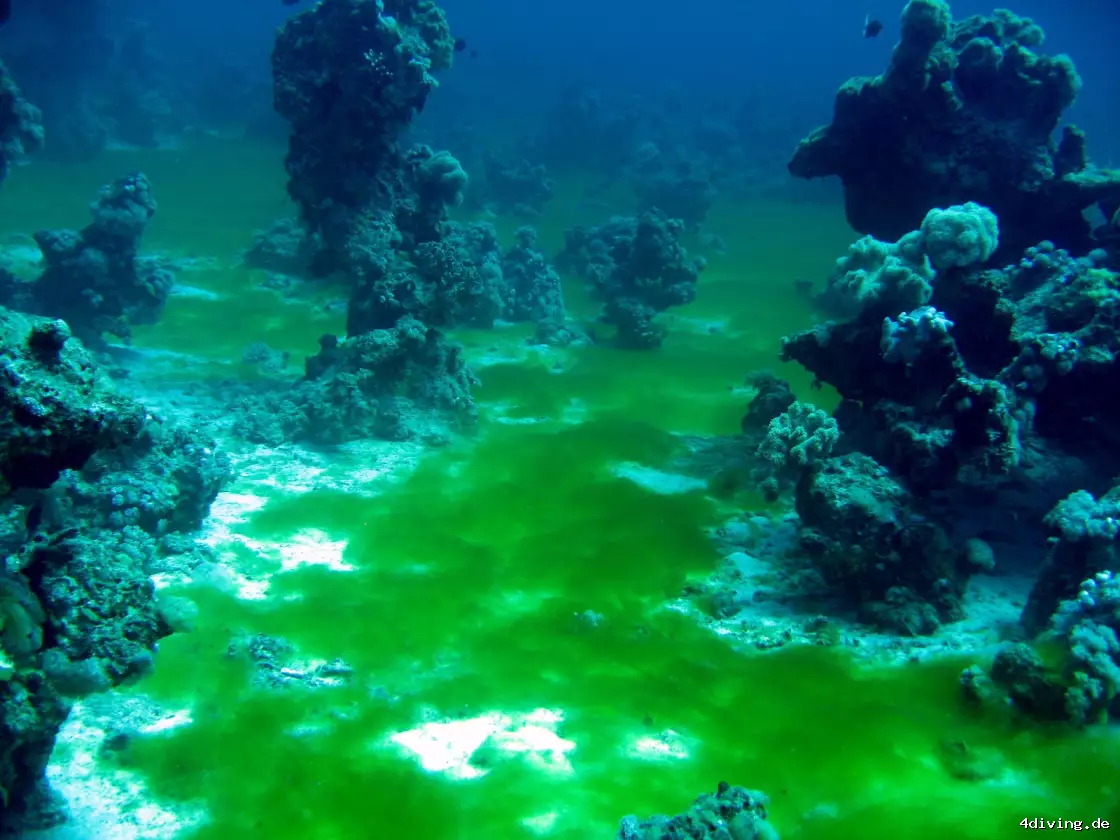 Tauchfoto safaga-41