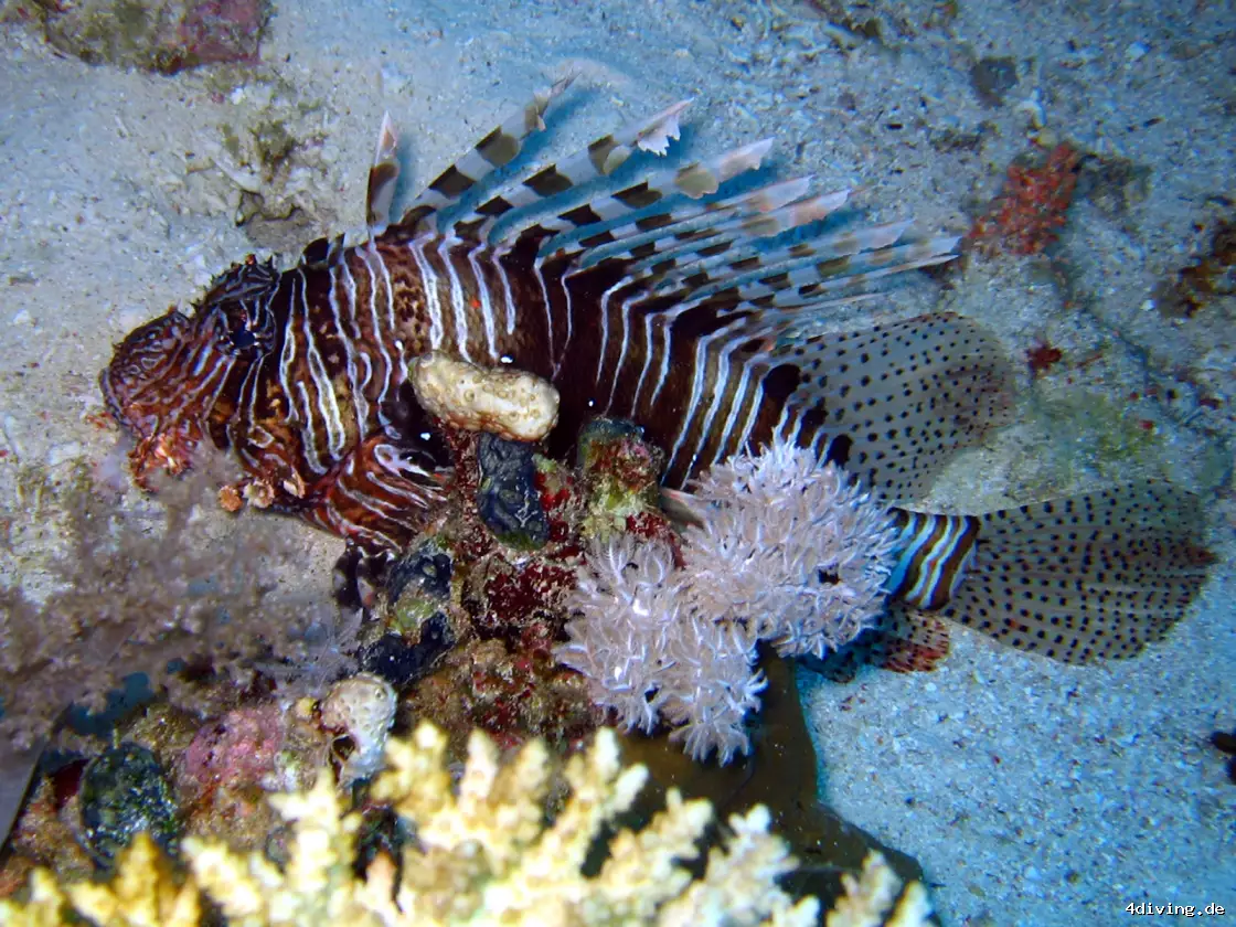 Tauchfoto safaga-43
