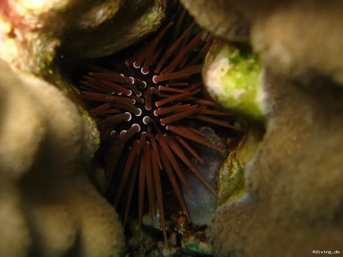 Tauchfoto safaga-46