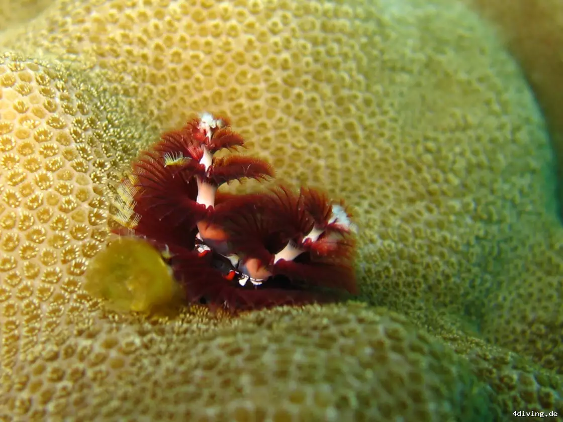 Tauchfoto safaga-47