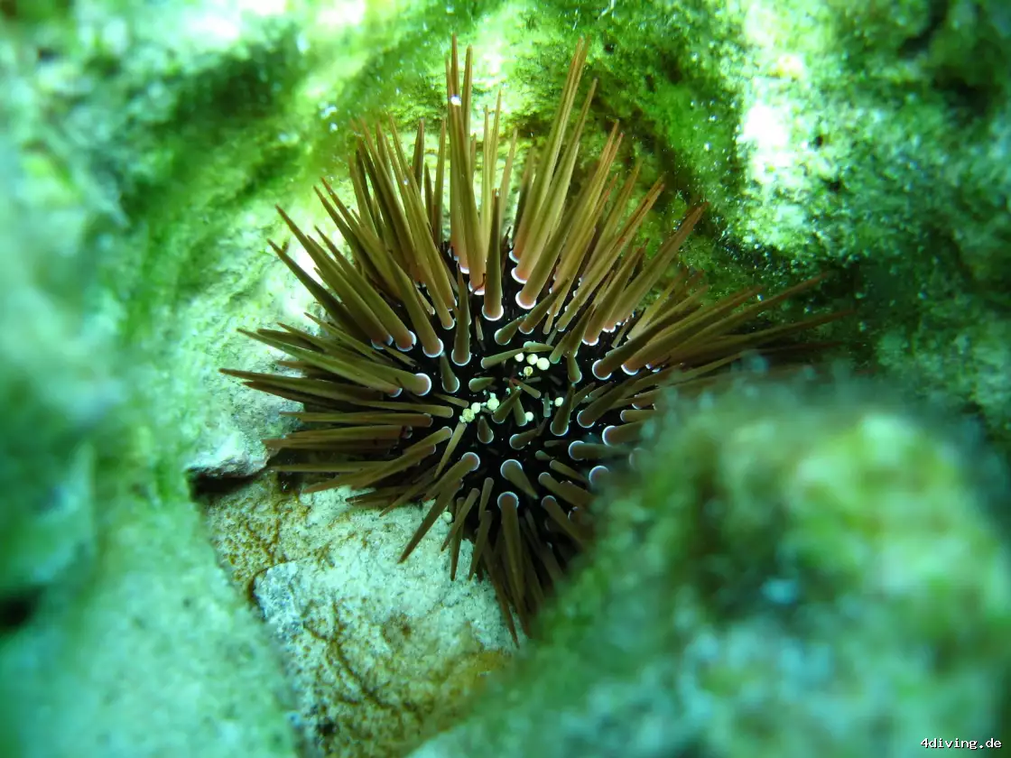 Tauchfoto safaga-50
