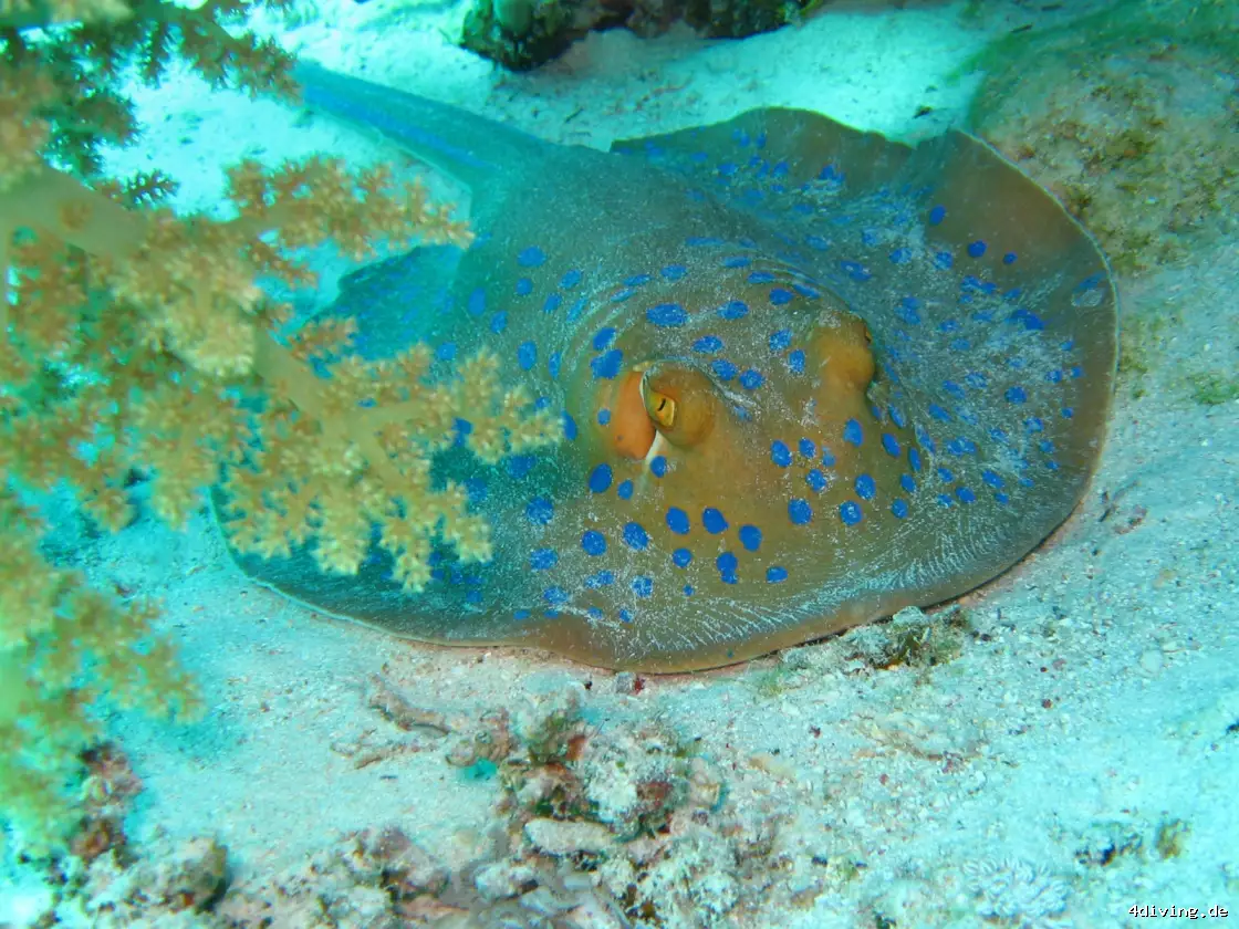 Tauchfoto safaga-52