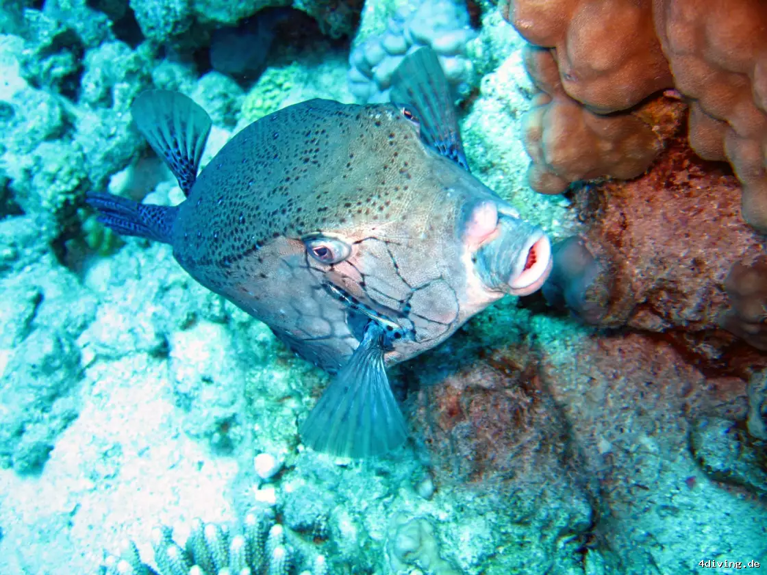 Tauchfoto safaga-56