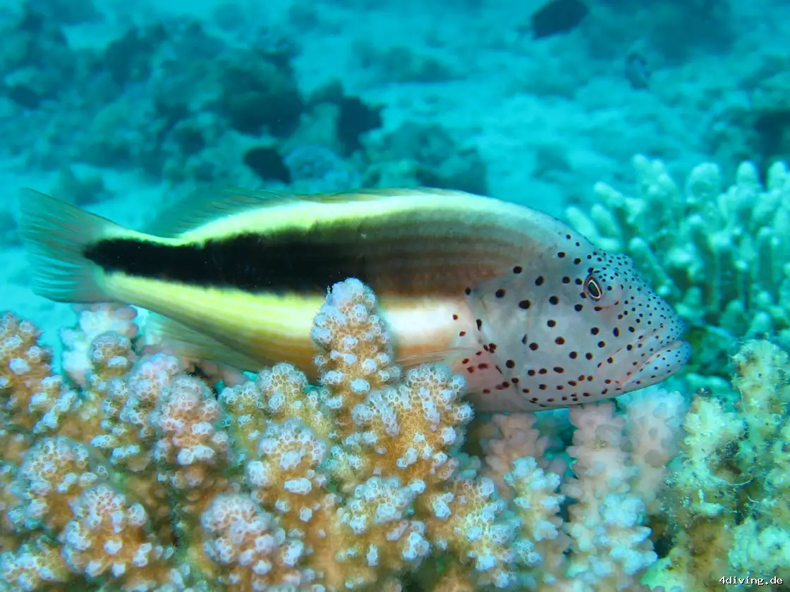 Tauchfoto safaga-57