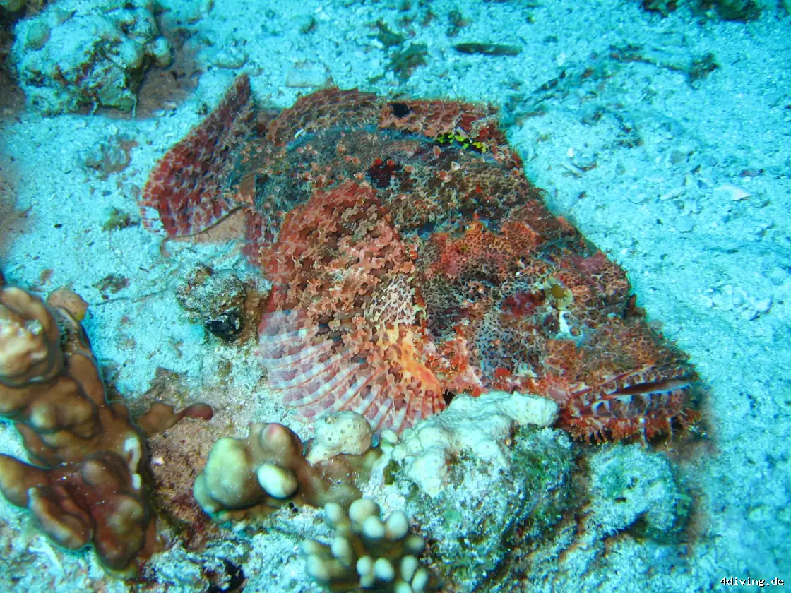 Tauchfoto safaga-59