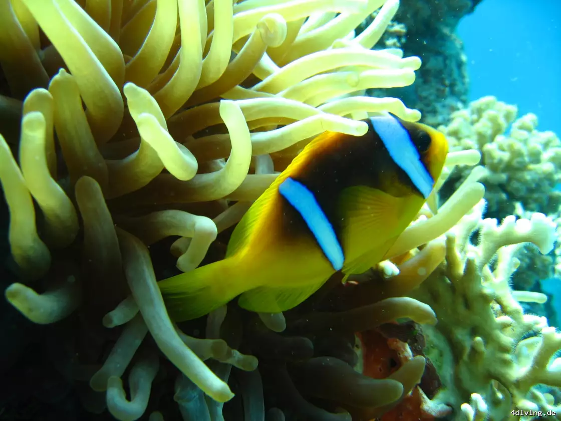 Tauchfoto safaga-62