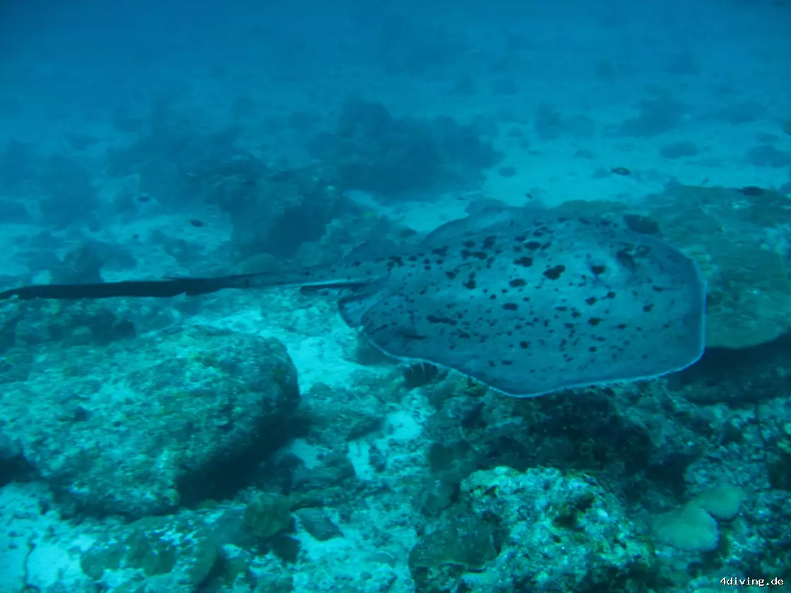 Tauchfoto kuredu-04