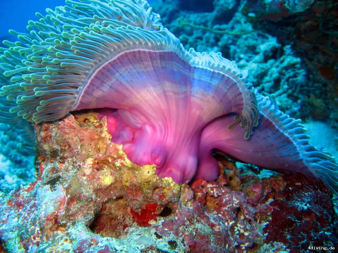 Tauchfoto kuredu-07