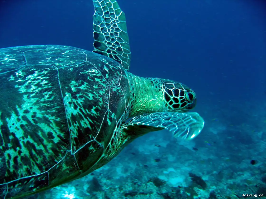 Tauchfoto kuredu-14