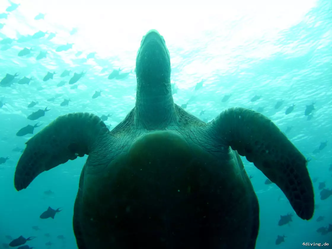 Tauchfoto kuredu-15