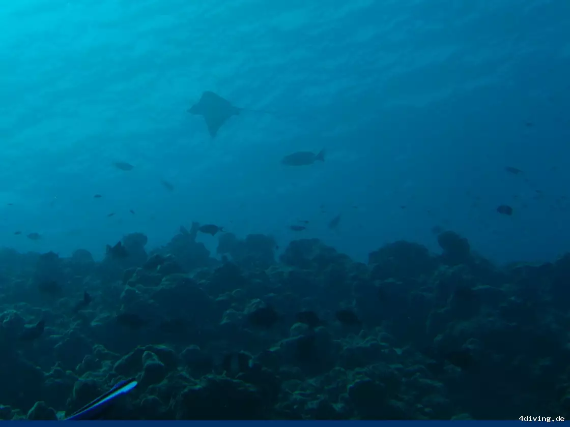 Tauchfoto kuredu-38