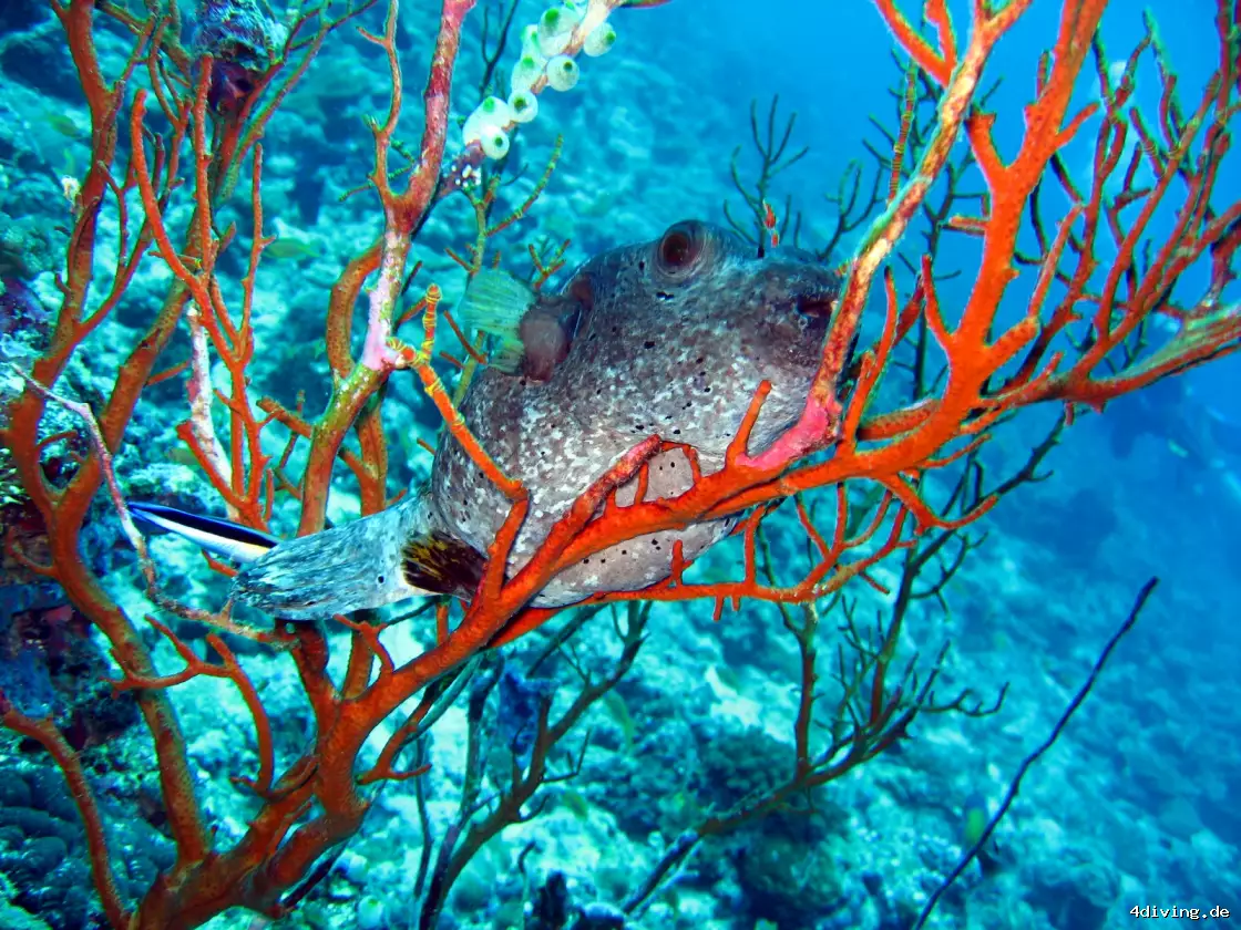 Tauchfoto olhuveli-03