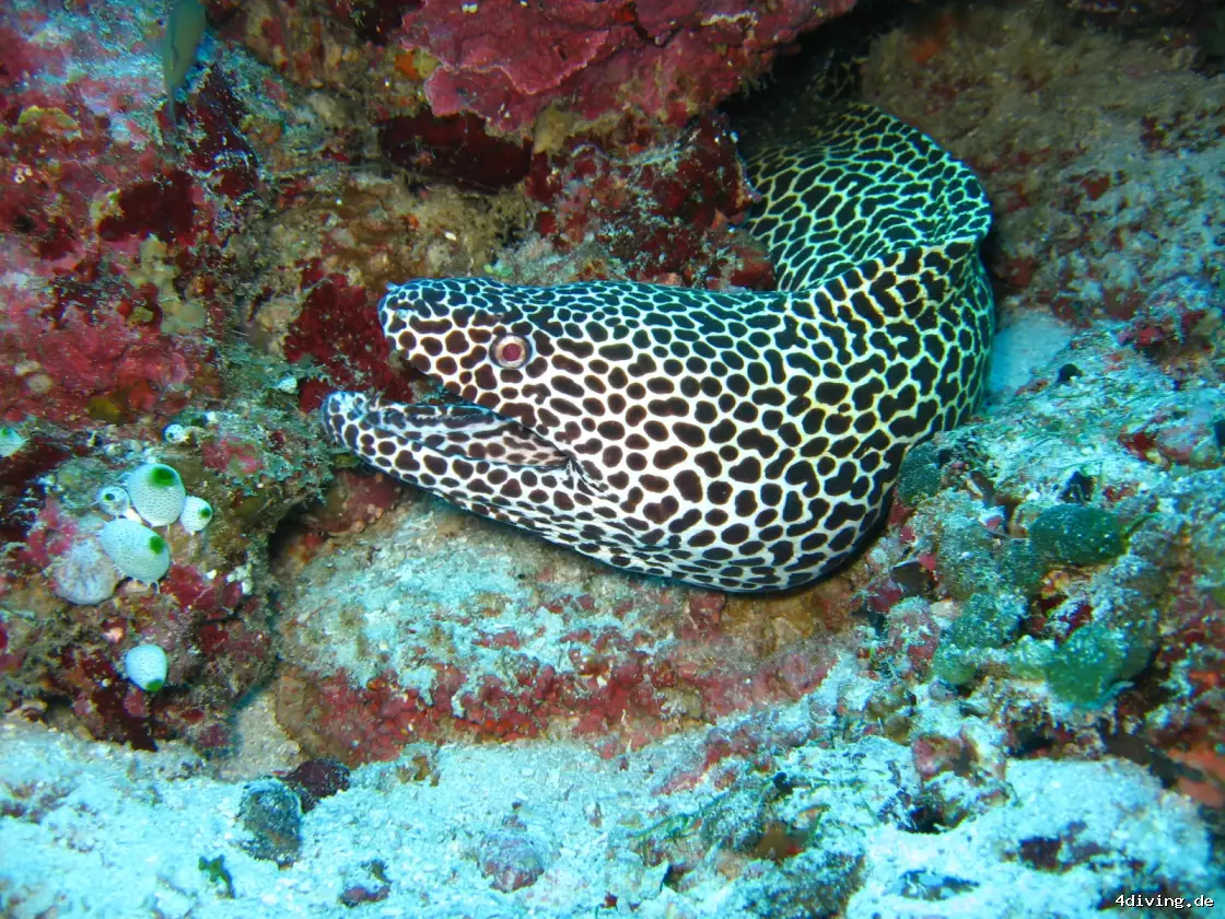 Tauchfoto olhuveli-04