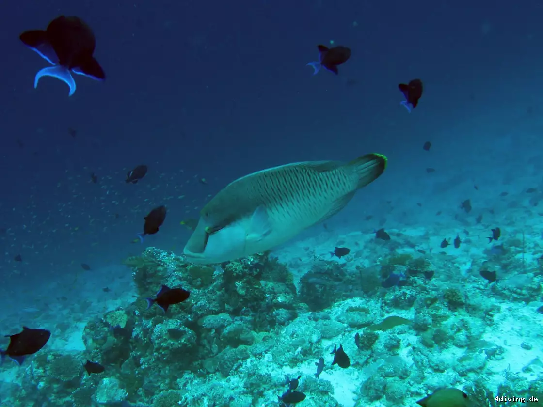 Tauchfoto olhuveli-06