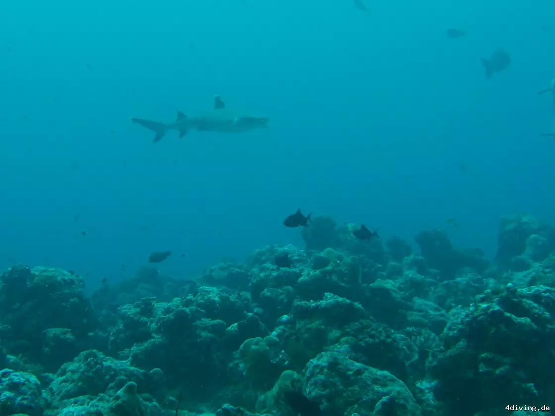 Tauchfoto olhuveli-07