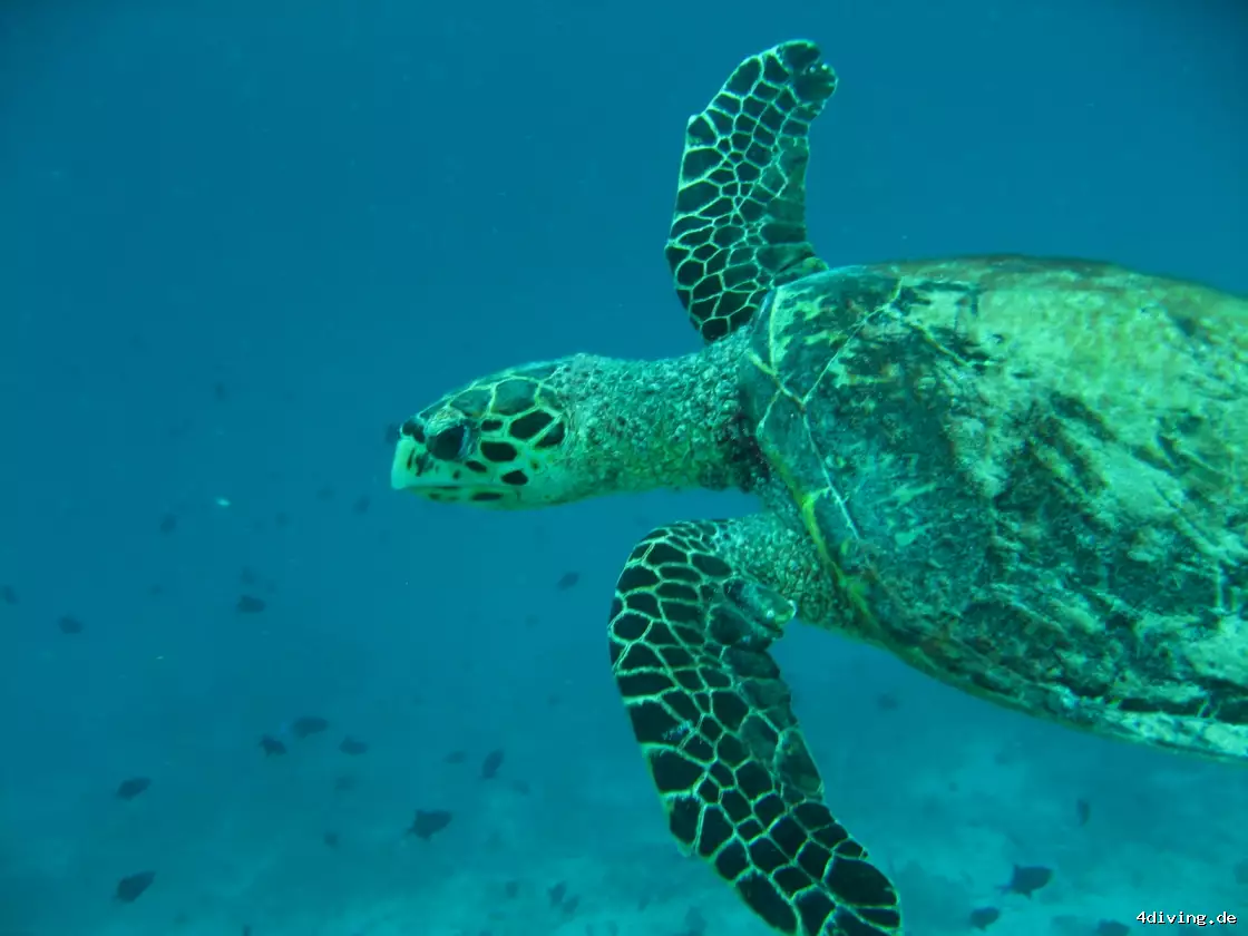 Tauchfoto olhuveli-08