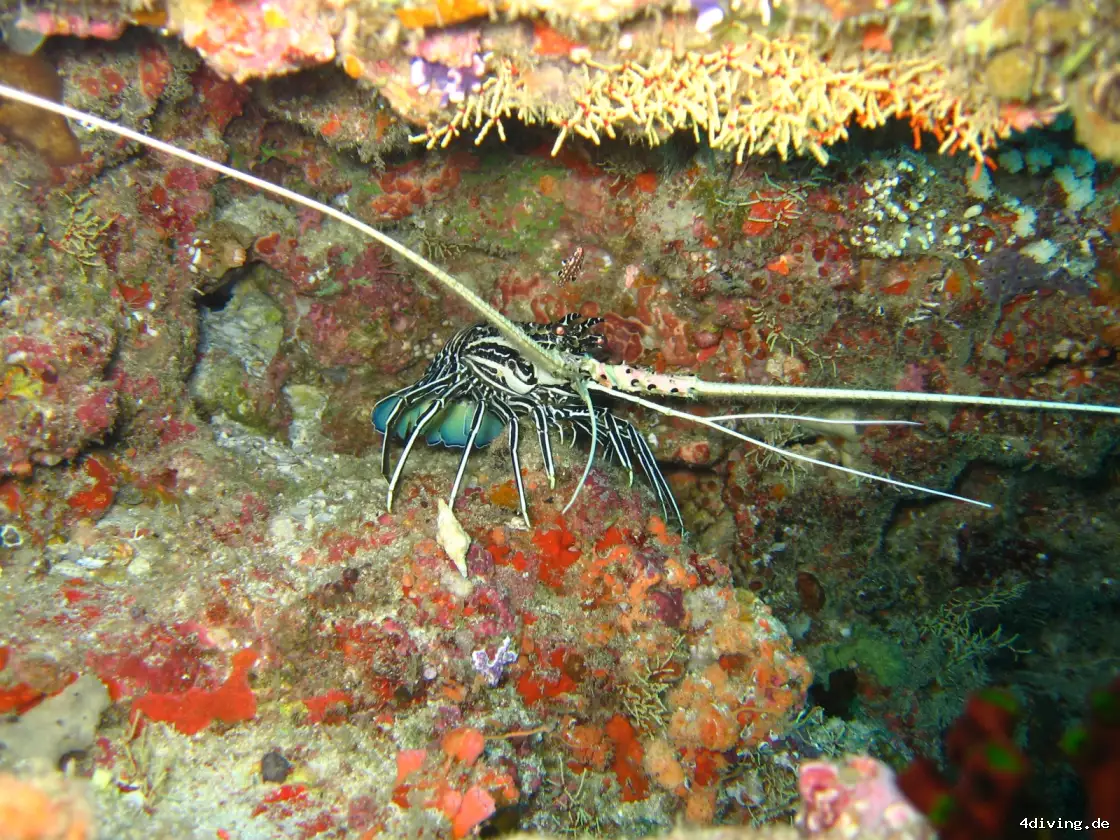 Tauchfoto olhuveli-09