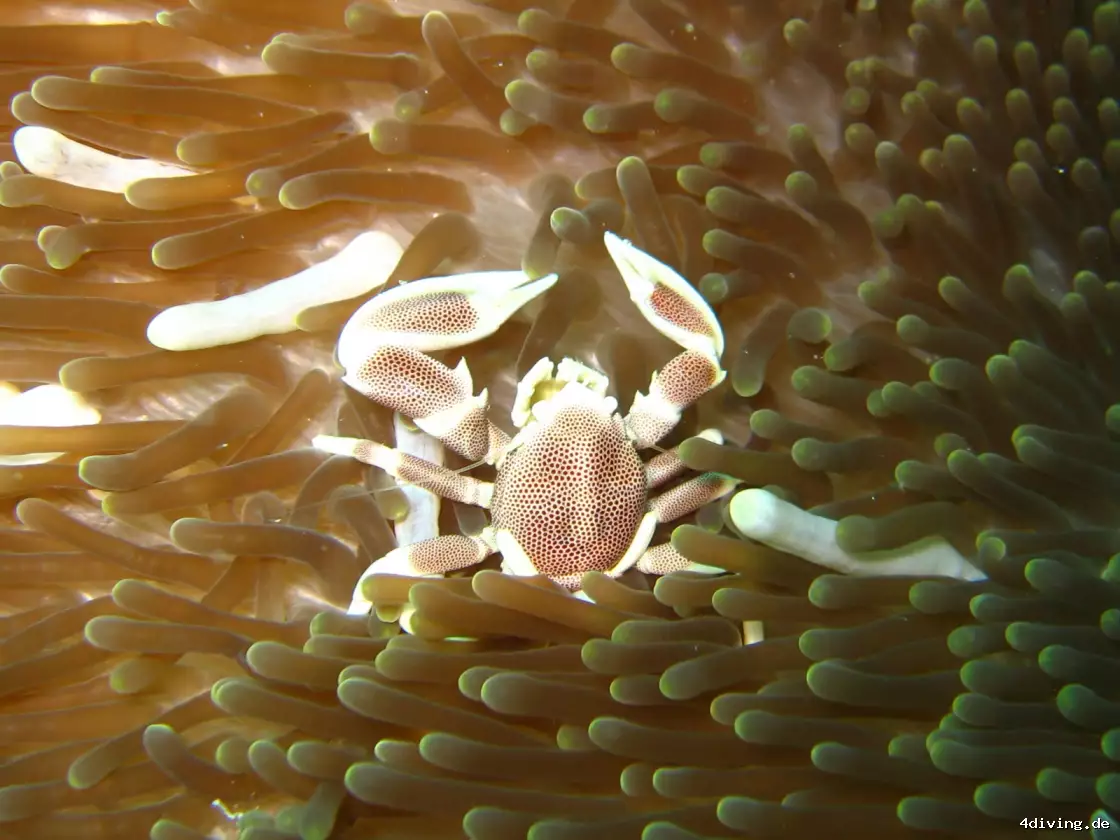 Tauchfoto olhuveli-10