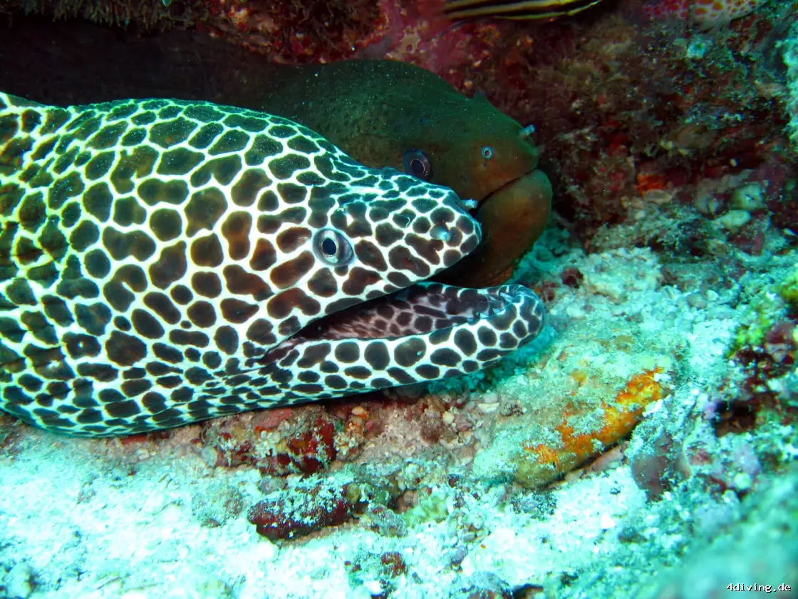 Tauchfoto olhuveli-11